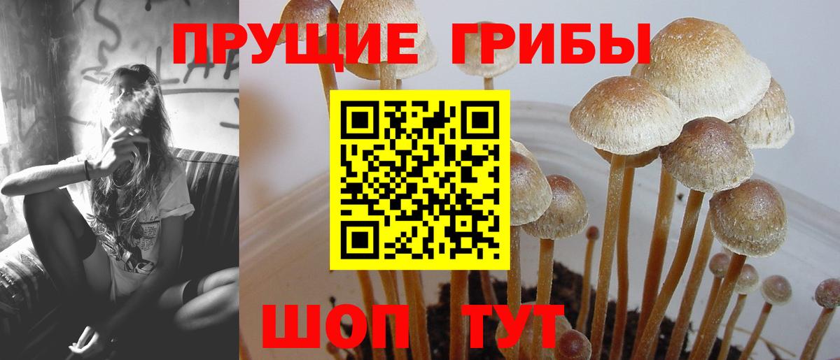 Псилоцибиновые грибы GOLDEN TEACHER  Вход с VPN  Магадан 